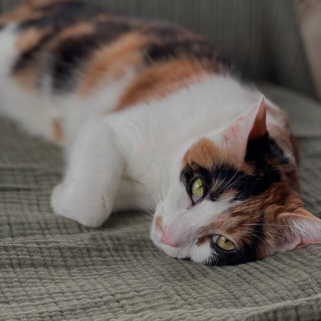 Beautiful Jonesy 🥰

#cálico #japanesebobtail #catsoninstagram